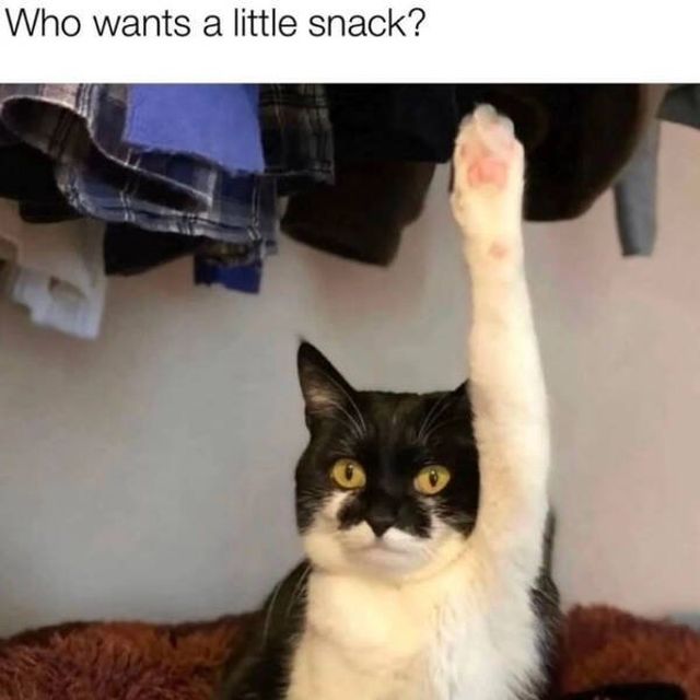 Memes For Cat Lovers (28 pics)