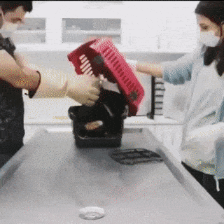 Acid GIFs, June 19 (25 gifs) Acid GIFs, June 19 (25 gifs)