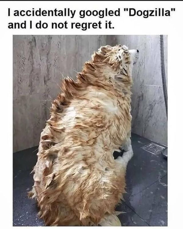 Memes For Animal Lovers (27 pics)