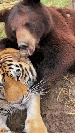 Acid GIFs, June 20 (25 gifs)