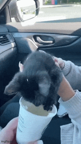 Acid GIFs, June 23 (25 gifs) Acid GIFs, June 23 (25 gifs)