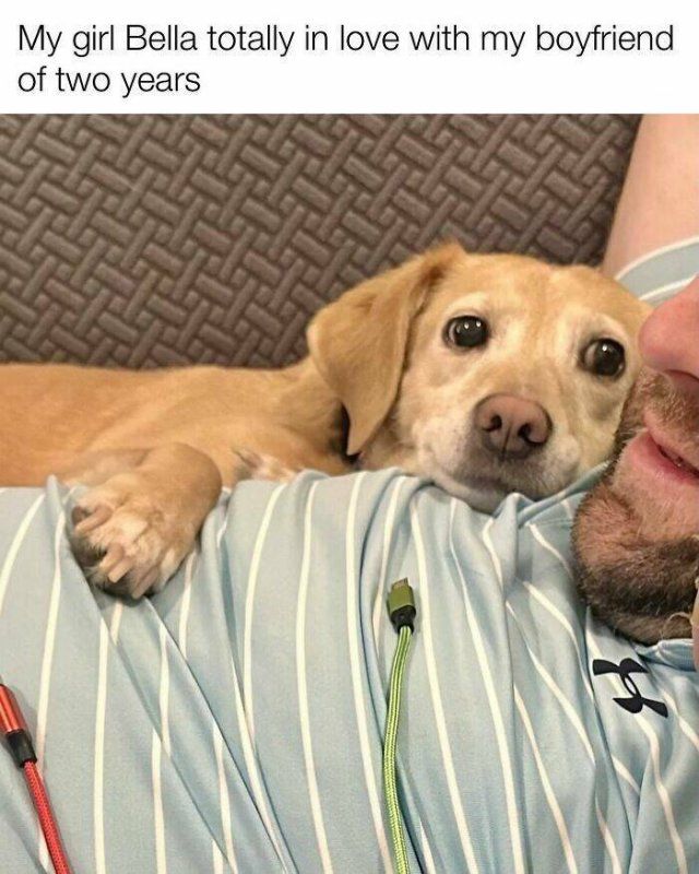 Posts For Dogs Lovers (24 pics)