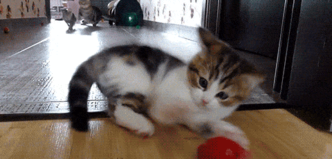 Acid GIFs, June 25 (25 gifs) Acid GIFs, June 25 (25 gifs)