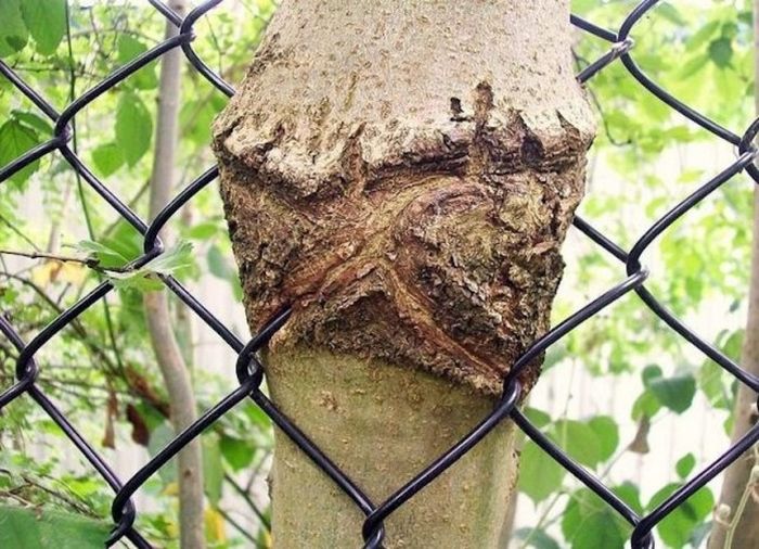Unusual Finds In The Forests (20 pics)