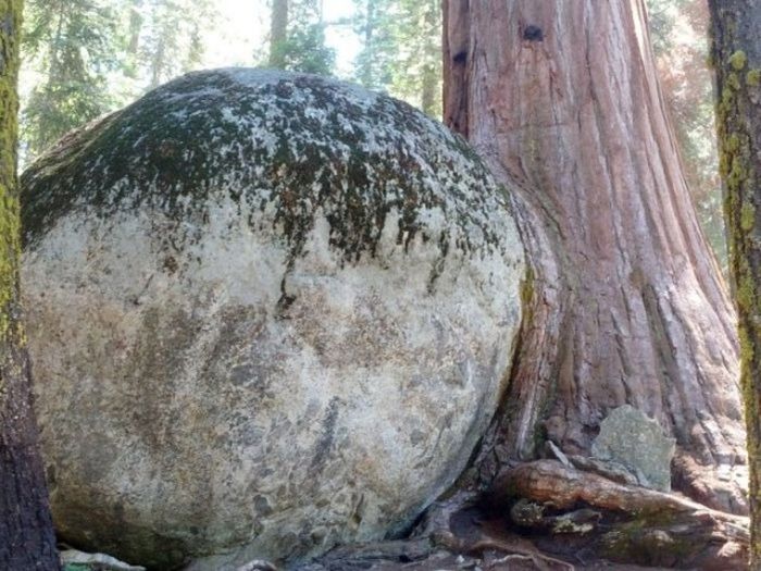 Unusual Finds In The Forests (20 pics)