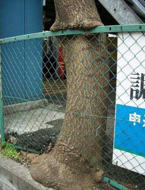 Unusual Finds In The Forests (20 pics)