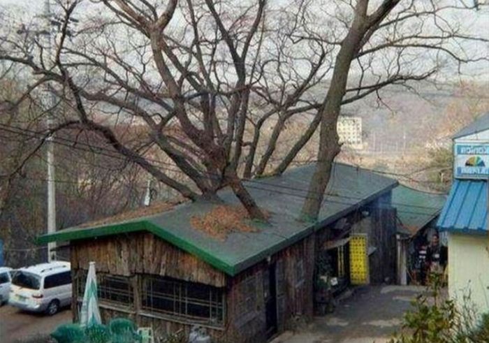 Unusual Finds In The Forests (20 pics)