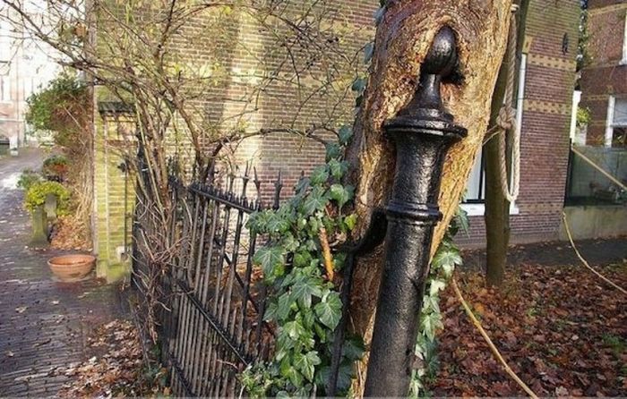 Unusual Finds In The Forests (20 pics)