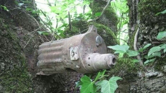 Unusual Finds In The Forests (20 pics)