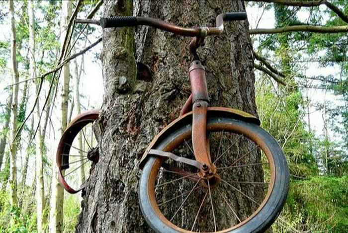 Unusual Finds In The Forests (20 pics)