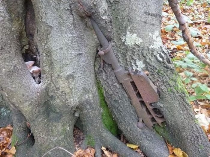 Unusual Finds In The Forests (20 pics)
