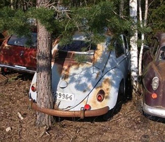 Unusual Finds In The Forests (20 pics)
