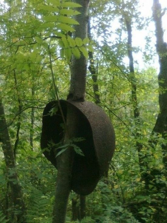 Unusual Finds In The Forests (20 pics)