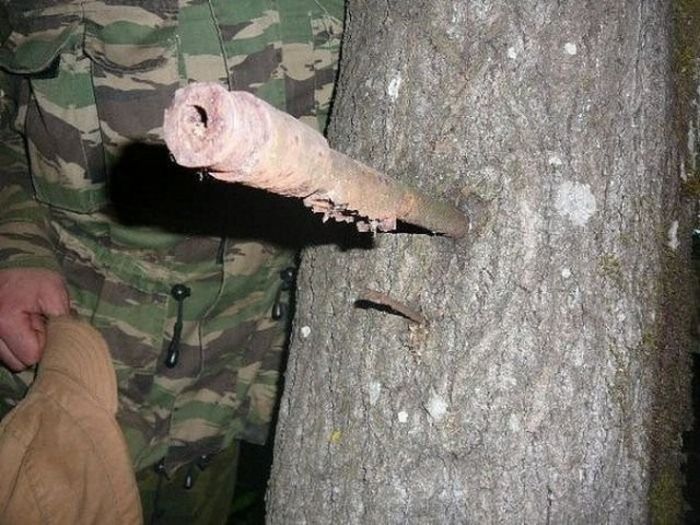 Unusual Finds In The Forests (20 pics)