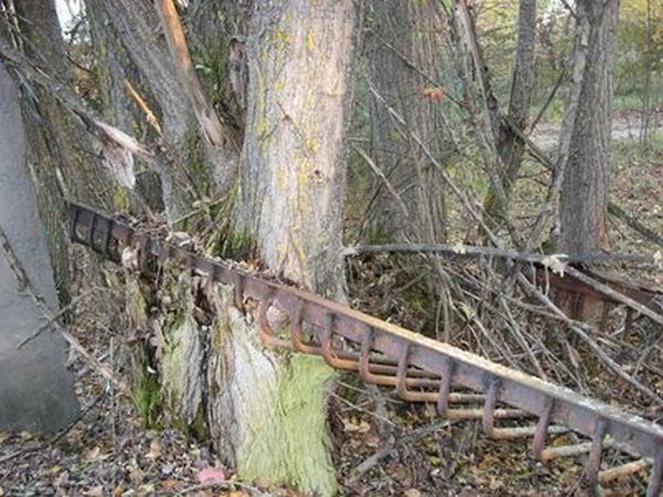 Unusual Finds In The Forests (20 pics)