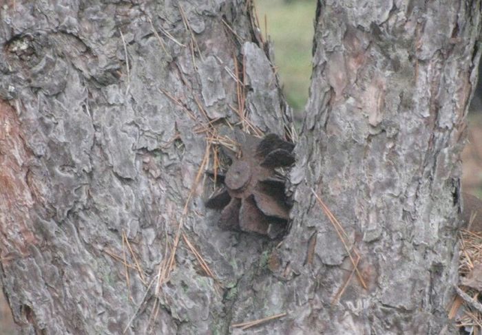 Unusual Finds In The Forests (20 pics)
