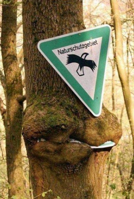 Unusual Finds In The Forests (20 pics)