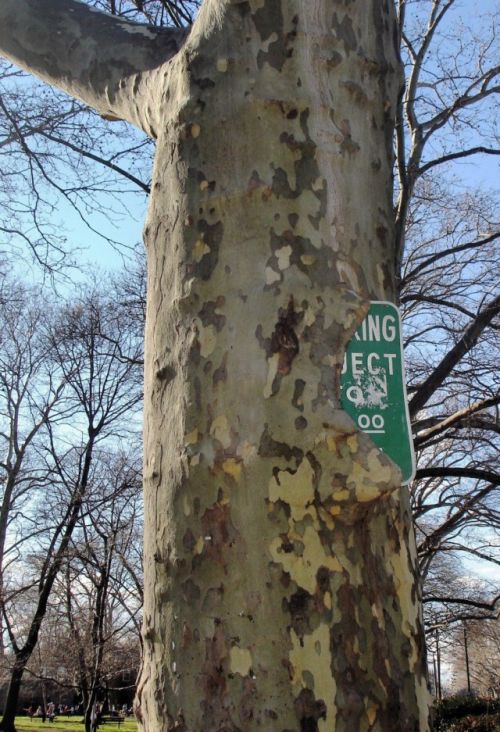 Unusual Finds In The Forests (20 pics)