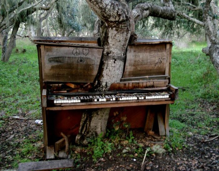 Unusual Finds In The Forests (20 pics)
