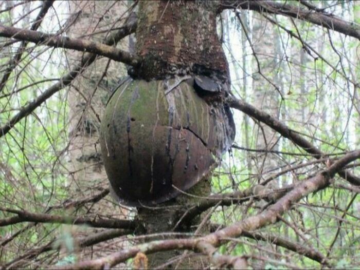 Unusual Finds In The Forests (20 pics)