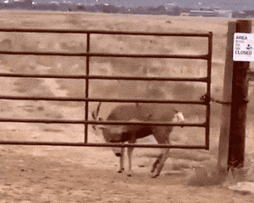 Acid GIFs, June 27 (25 gifs) Acid GIFs, June 27 (25 gifs)