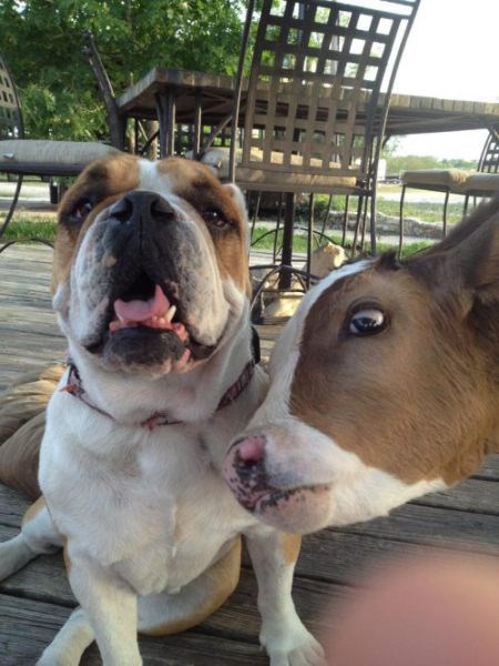 Hilarious Photobombs (23 pics)