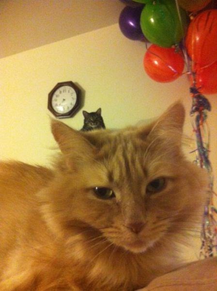 Hilarious Photobombs (23 pics)
