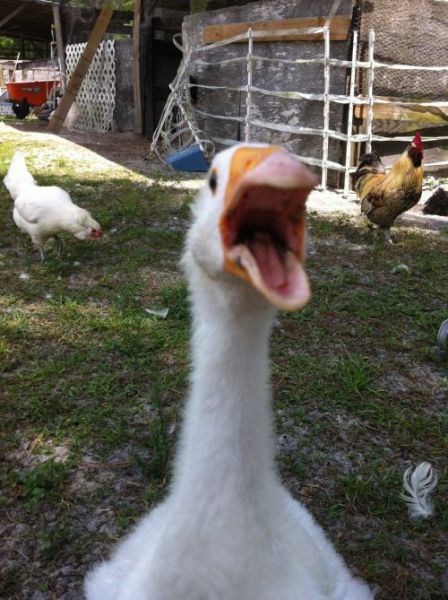 Hilarious Photobombs (23 pics)