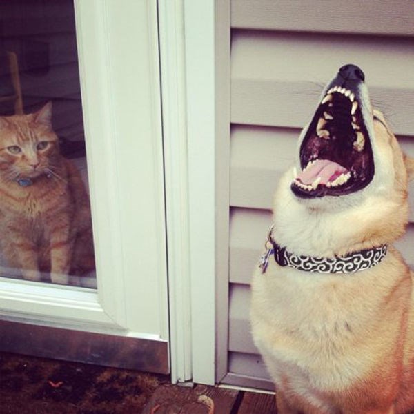 Hilarious Photobombs (23 pics)