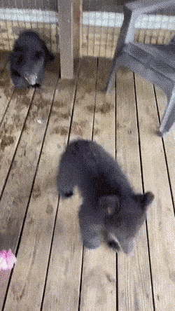 Acid GIFs, June 30 (25 gifs) Acid GIFs, June 30 (25 gifs)