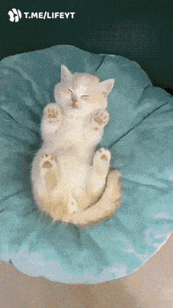 Acid GIFs, June 30 (25 gifs) Acid GIFs, June 30 (25 gifs)