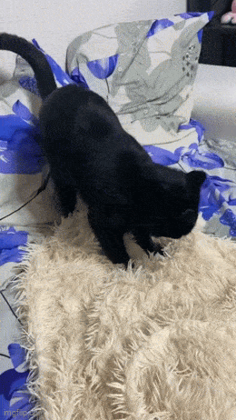 Acid GIFs, July 1 (25 gifs) Acid GIFs, July 1 (25 gifs)