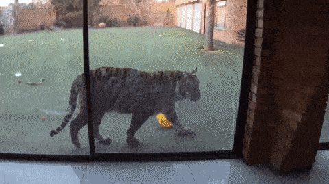 Acid GIFs, July 1 (25 gifs) Acid GIFs, July 1 (25 gifs)