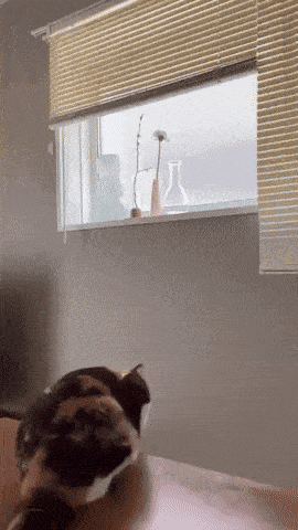 Acid GIFs, July 1 (25 gifs) Acid GIFs, July 1 (25 gifs)