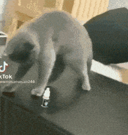 Acid GIFs, July 1 (25 gifs) Acid GIFs, July 1 (25 gifs)