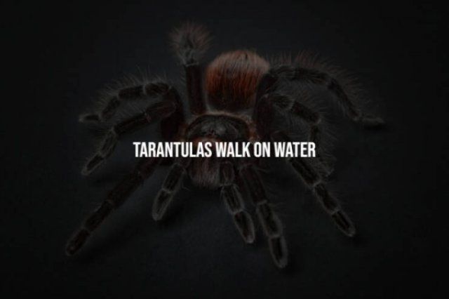 Scary Facts (15 pics)