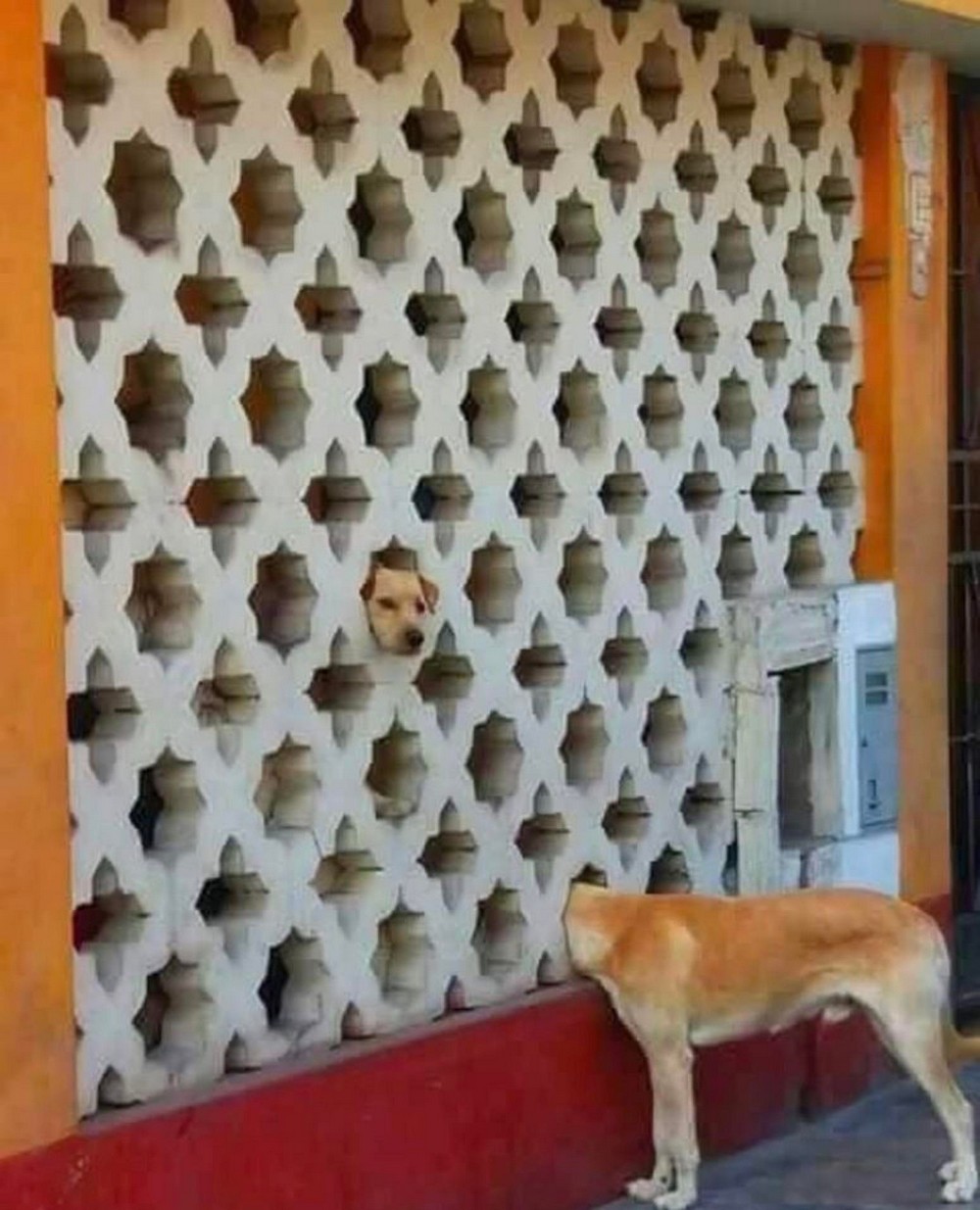Optical Illusions (25 pics)