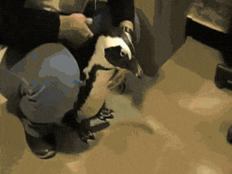 Acid GIFs, July 4 (25 gifs) Acid GIFs, July 4 (25 gifs)