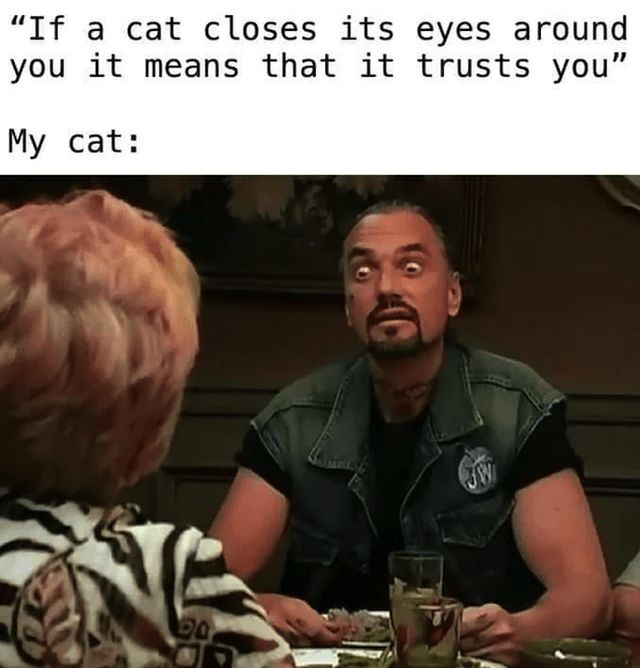 Jokes For Cat Lovers (25 pics)