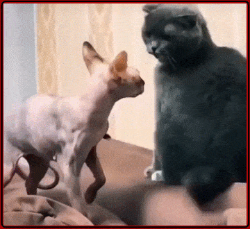 Acid GIFs, July 7 (25 gifs) Acid GIFs, July 7 (25 gifs)