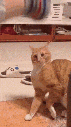 Acid GIFs, July 7 (25 gifs) Acid GIFs, July 7 (25 gifs)