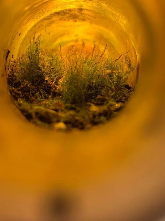 Weird Finds In Forests (18 pics)