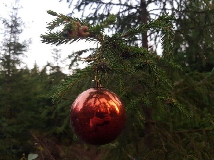 Weird Finds In Forests (18 pics)