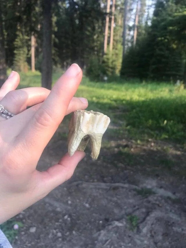 Weird Finds In Forests (18 pics)