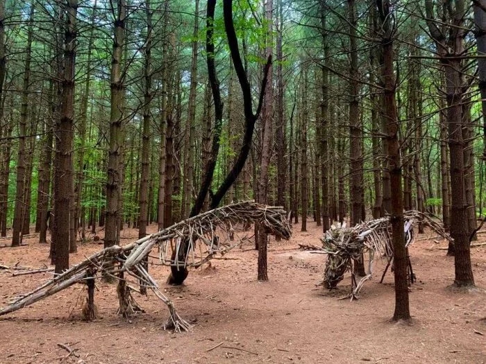 Weird Finds In Forests (18 pics)