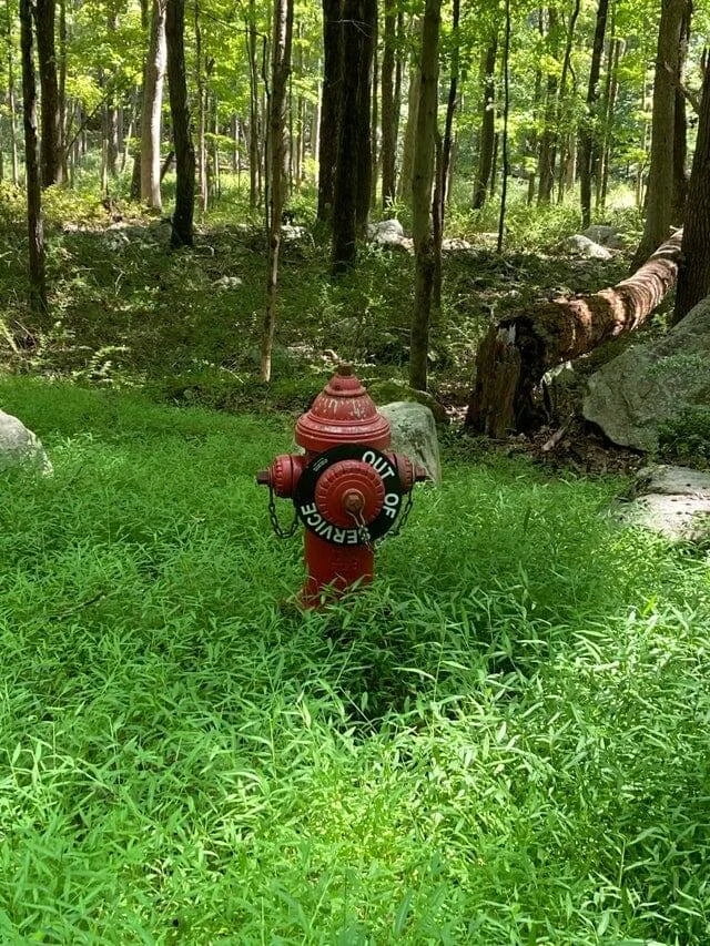 Weird Finds In Forests (18 pics)