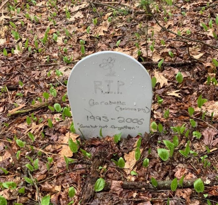 Weird Finds In Forests (18 pics)