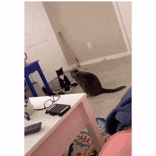 Acid GIFs, July 11 (25 gifs) Acid GIFs, July 11 (25 gifs)
