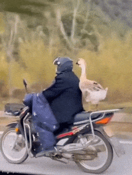 Acid GIFs, July 11 (25 gifs) Acid GIFs, July 11 (25 gifs)