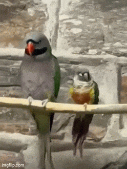 Acid GIFs, July 11 (25 gifs) Acid GIFs, July 11 (25 gifs)
